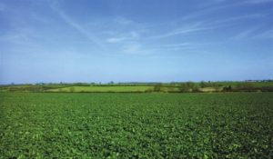 wistow_cambs_430